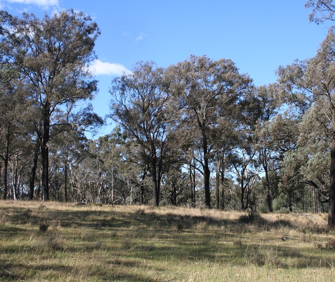 Landscape on Nepean River stewardship site