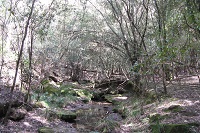 Bushland located at the Orangeville biobank site