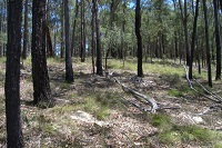 Sandy soil, patchy grasses and trees on the Fernhill Central West biobank site