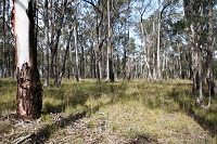 Sandy soil, patchy grasses and trees on the St Mary's Towers biobank site