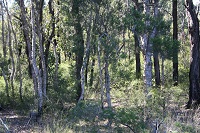 Grasses, scrub and trees at Wianamatta Nature Reserve site