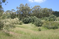 Grasses, shrubs and trees on the Williamswood biobank site