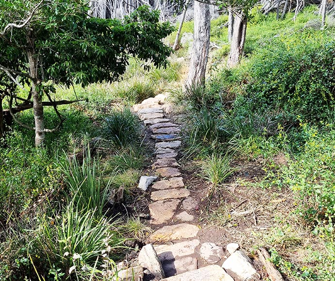 New steps on walking track near Mowarry, Beowa National Park