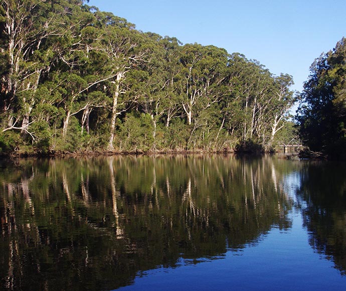 Trees reflected in a creek