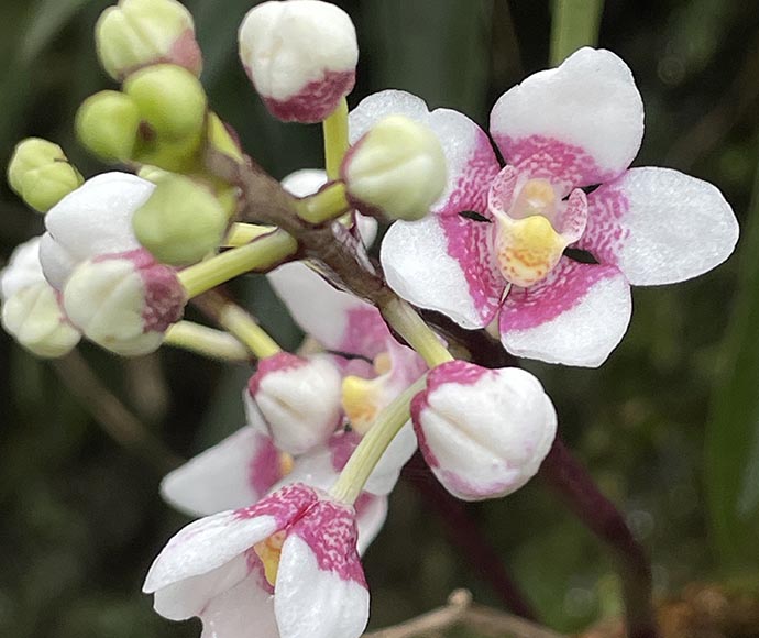 ELA ecologist Phoebe Smith records a ravine orchid (listed as vulnerable in NSW)