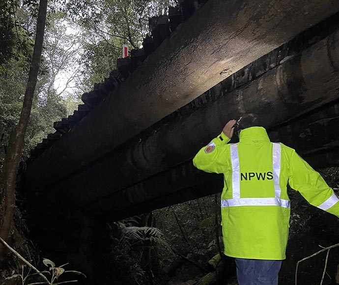 Searching under the bridge for microbats and relocating a Fletcher’s frog from inside the work zone