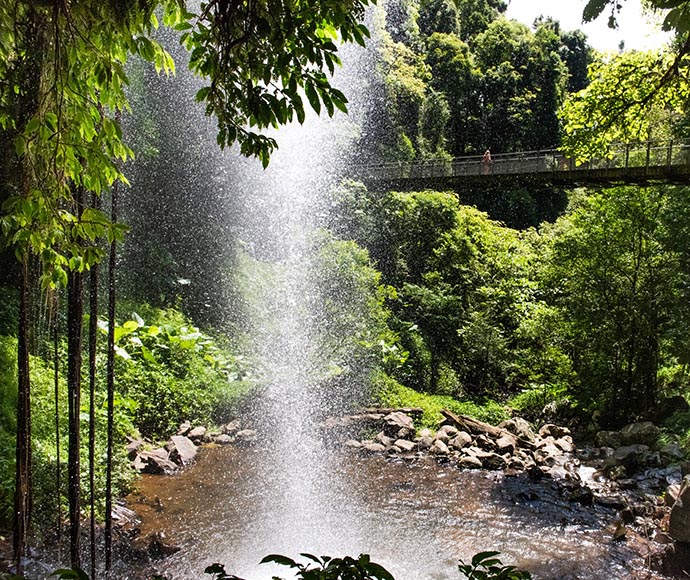 Crystal Shower Falls in Dorrigo National Park