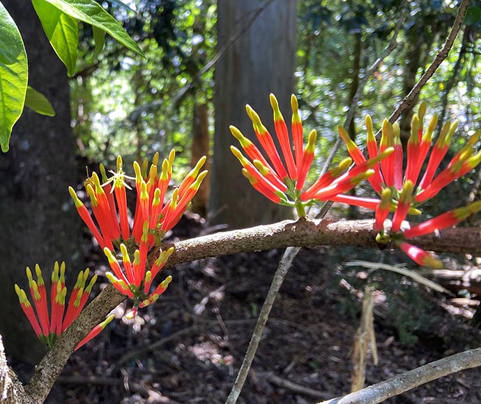 Rainforest mistletoe in Dorrigo National Park