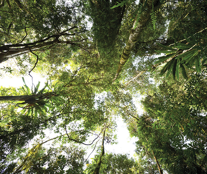 Satinbird stroll, Dorrigo National Park