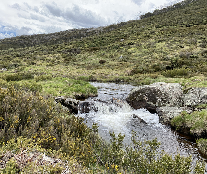 Pipers Creek montane, Kosciuszko National Park