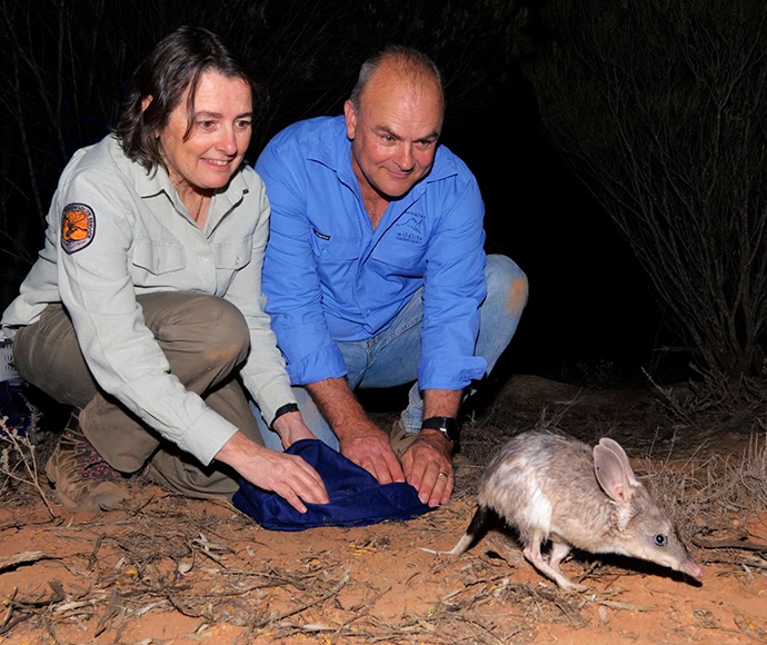 And it’s off! NPWS area manager and AWC CEO releasing a fleet-footed bilby into the safety of a feral predator-free areas at Mallee Cliffs National Park