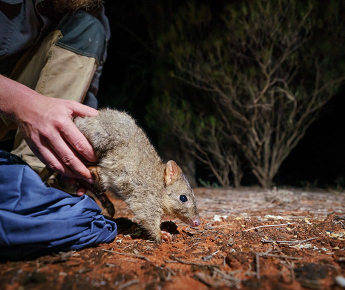 ‘Ecosystem engineers’ such as brush-tailed bettong (Bettongia penicillata) are returned to the landscape at Mallee Cliffs National Park in 2021