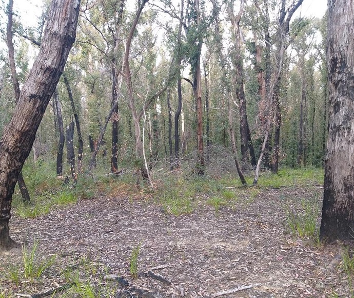 Nungatta, South East Forest National Park