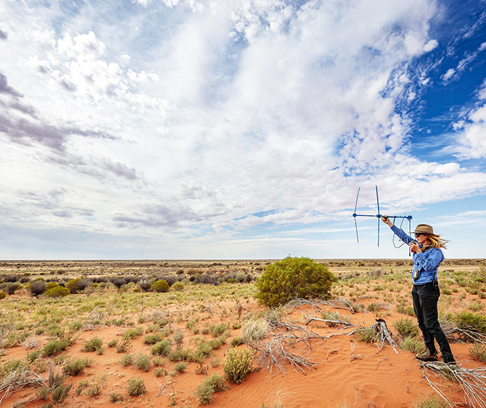 A UNSW researcher uses device to track tagged bilbies (Macrotis) after they are released into Sturt National Park