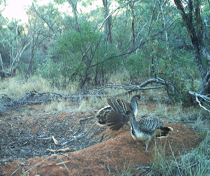 A pair of malleefowl (Leipoa ocellata) caught on ground camera in Yathong Nature Reserve