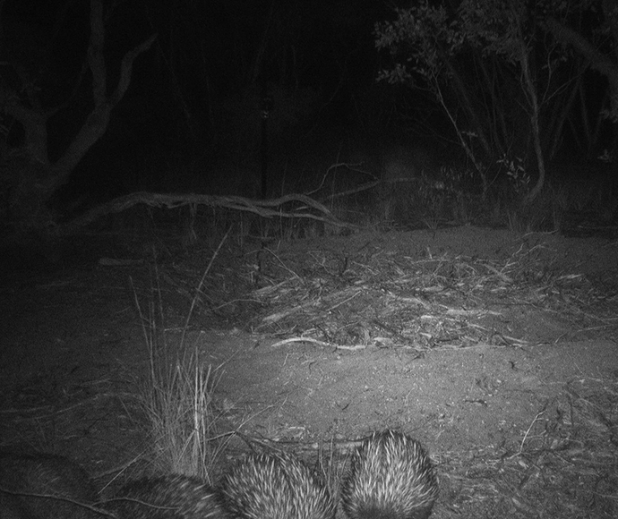 Short beaked echidnas (Tachyglossus aculeatus) caught on camera in Yathong Nature Reserve