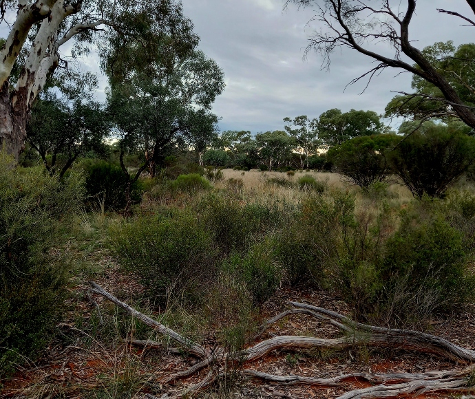 Yathong Nature Reserve vegetation