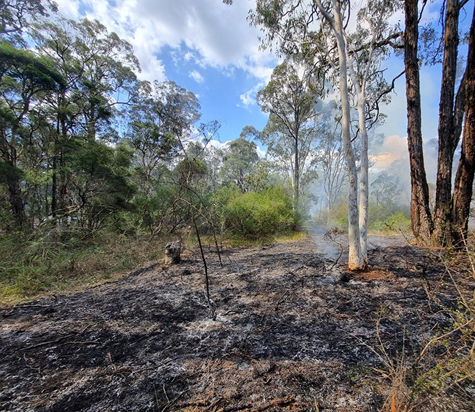 The image shows a section of forest that has recently been affected by fire. The ground is covered in blackened soil and ash, indicating the aftermath of the fire. There are still some small pockets of smoke rising from the ground, suggesting that the fire might have occurred recently. In the foreground, there are burnt plants and trees with their branches and leaves turned to ash. In contrast, the background shows green trees that appear untouched by the fire, showcasing a stark difference between the affected and unaffected areas. The sky is filled with clouds but is not overly dark or ominous; it appears to be either early morning or late afternoon based on the lighting.