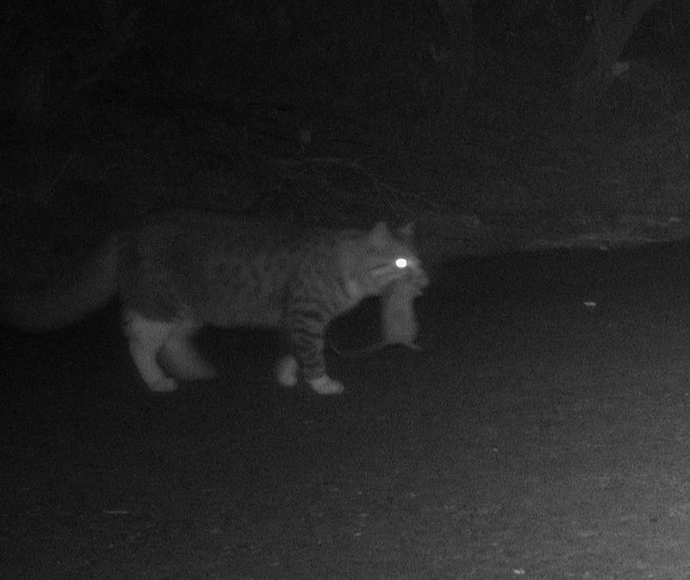 Cat (Felis catus) with native rat on sensor camera