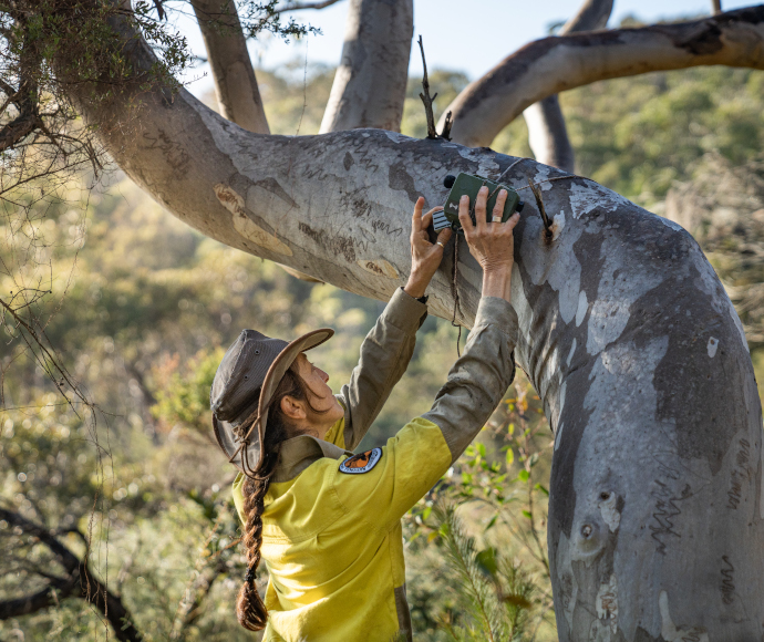 National parks staff member with arms raised to use equipment higher up on a curve in a tree trunk while doing a survey.