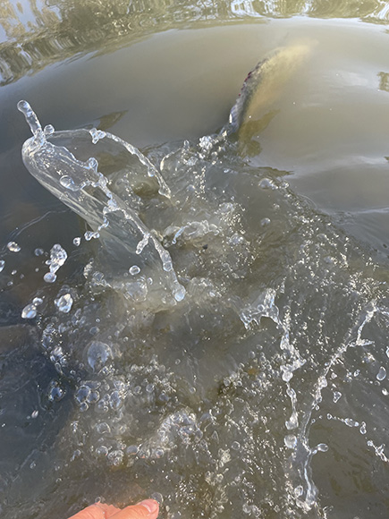 Golden perch being released