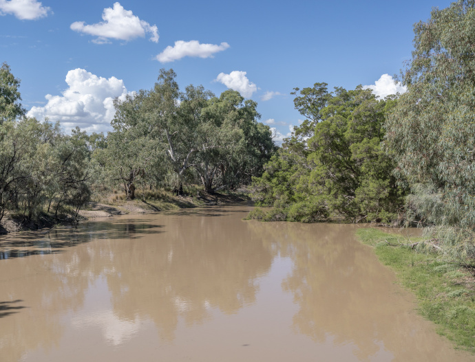 Across the bottom of the image is brown water of the Culgos River, which spills over the river banks into green grass on the right side. Green trees surround both sides of the river, with some trees branches immersed in the water on the right side. A bright blue sky with white fluffy clouds fill the top of the image.