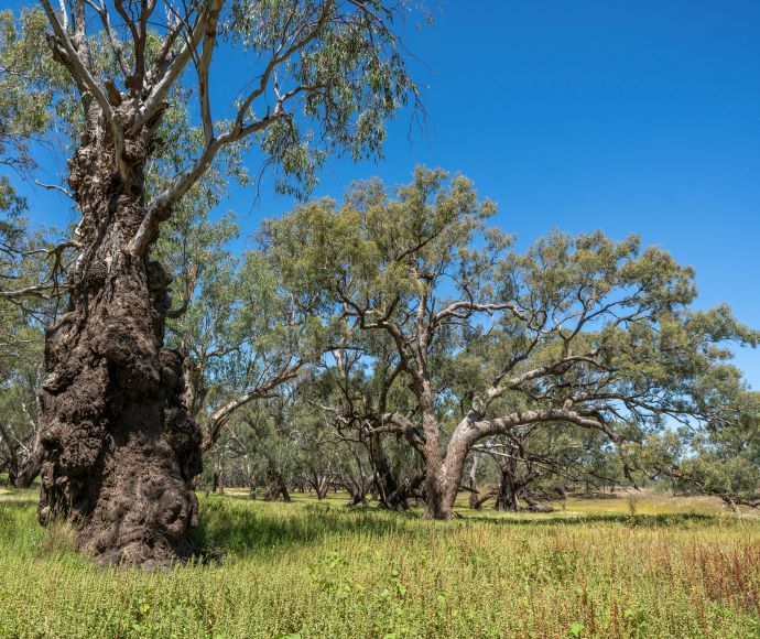 Iconic river red gums in the Barwon Nature Reserve