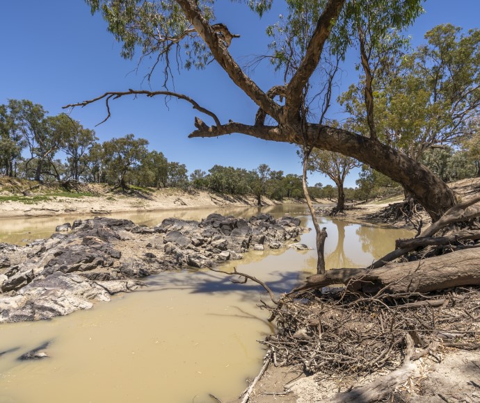 A gum tree arches over the Barwon-Darling watercourse.