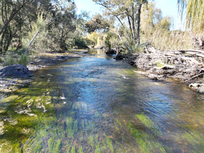 Clear flowing water of the Severn River with bright green groups of submerged plants, called macrophyte beds, that grow from the river bottom and flow with the current.