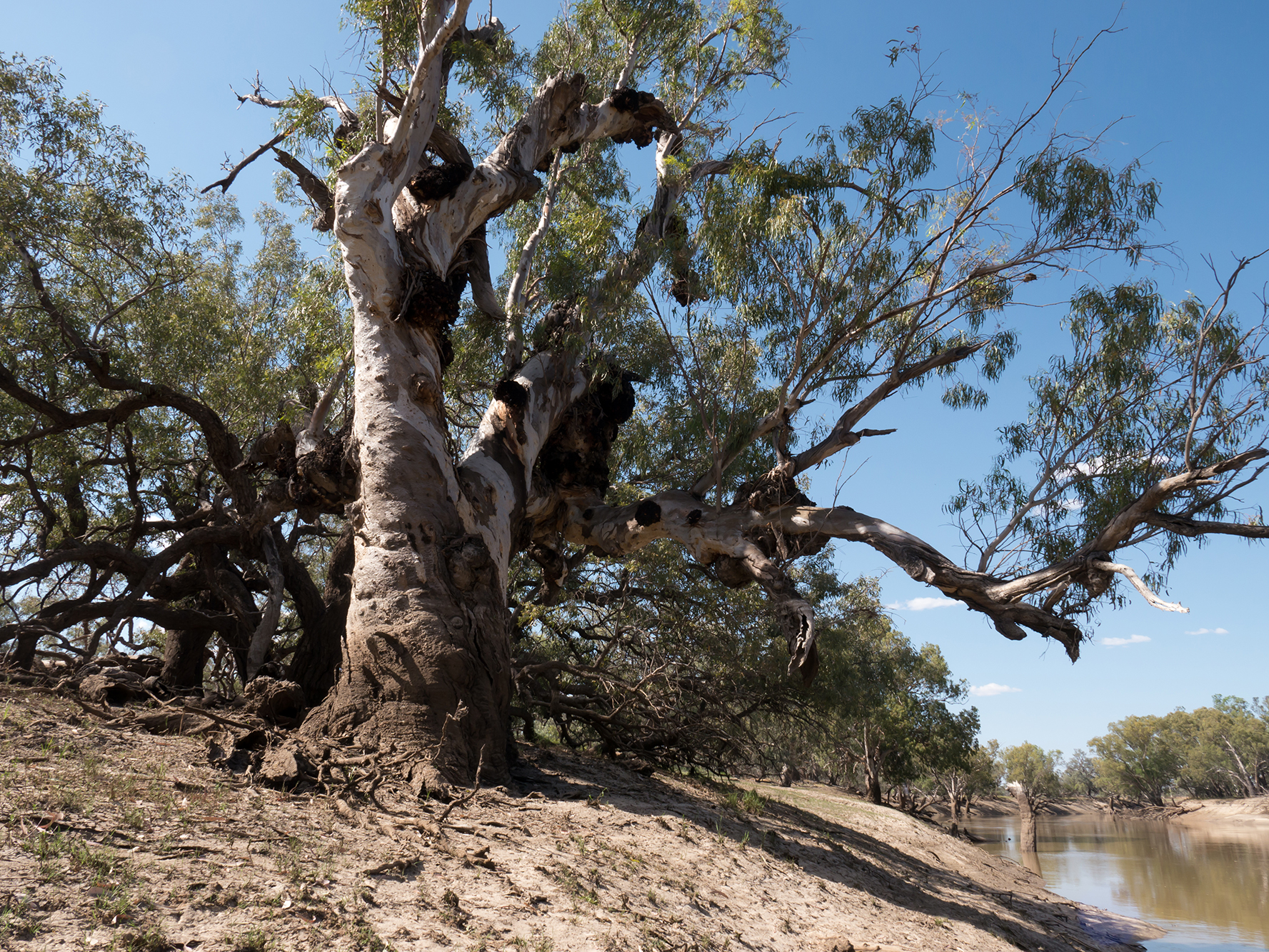 Red Gum, "Hells Gate", now called "Black Rocks", Darling River