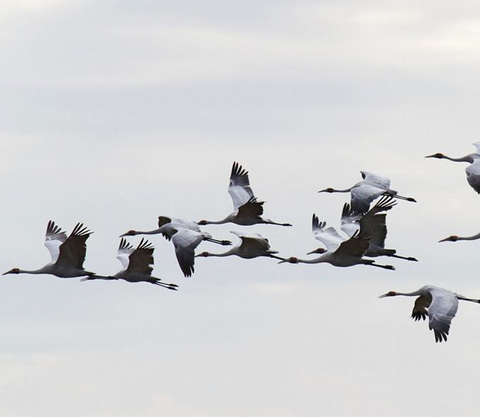 Birds in flight