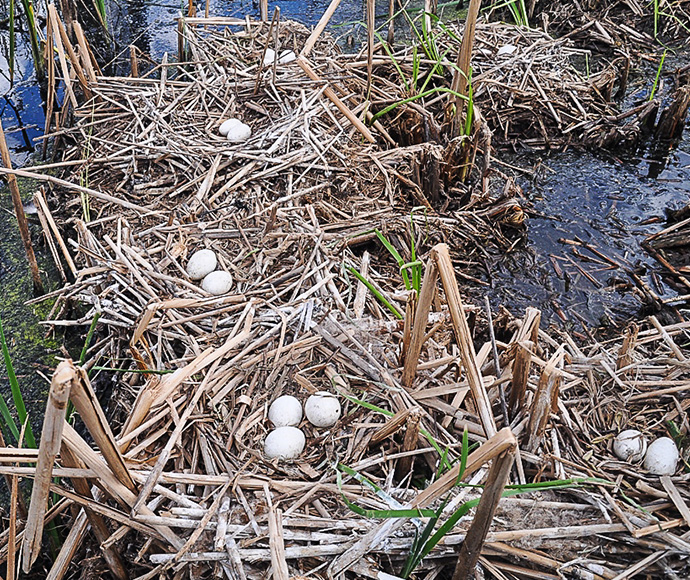 Straw-necked ibis’ (Threskiornis spinicollis) nests in the reeds, Gingham watercourse