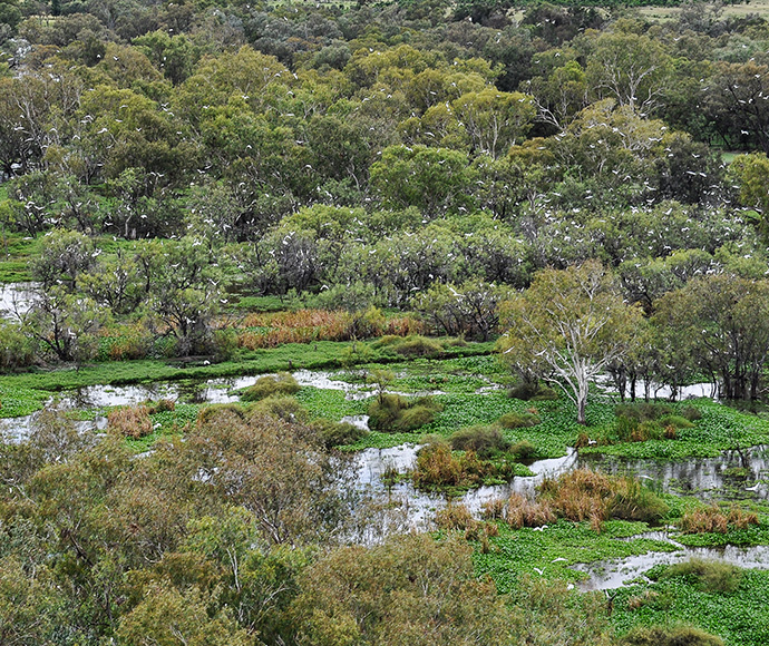 Egrets nesting in the Gingham watercourse