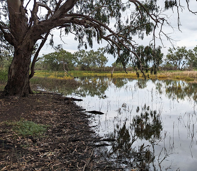 A waterhole surrounded by vegetation with a tree in the foreground on the left side