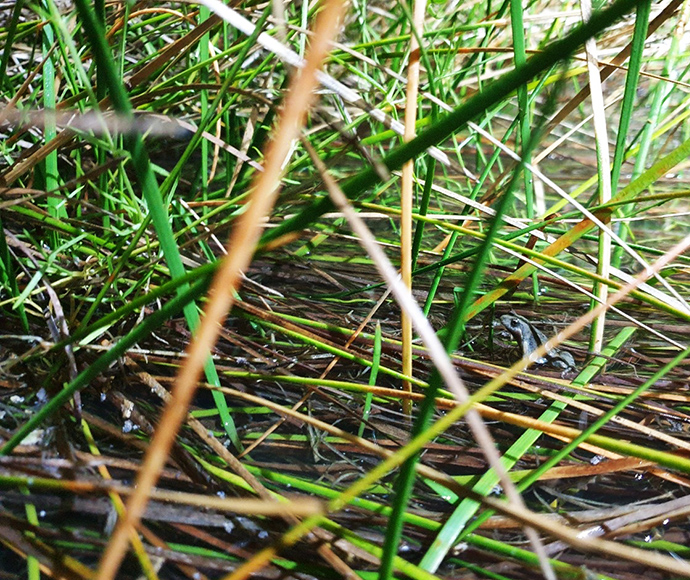 An eastern sign-bearing froglet spotted during the night-time surveys at Old Dromana Floodplain