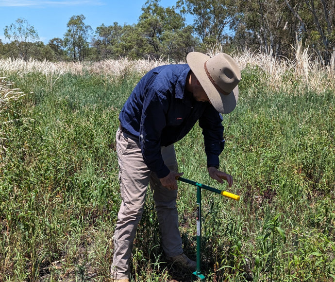 A man in outdoor clothing stands in long green wetland vegetation with bulrushes in the background; he is leaning over a metal rod or tube going into the soil.