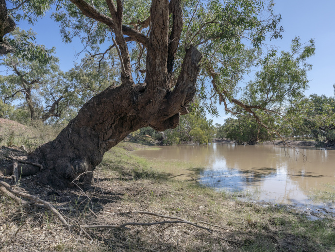 The muddy-brown water of a full-to-overflowing waterway in the Intersecting Streams catchment. The water extends over grass on the bank beneath the dark-brown gnarly trunk of an old tree.