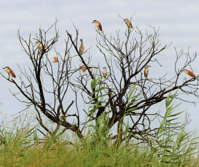 Several nankeen night herons roosting in a tree at South Arm, Narran