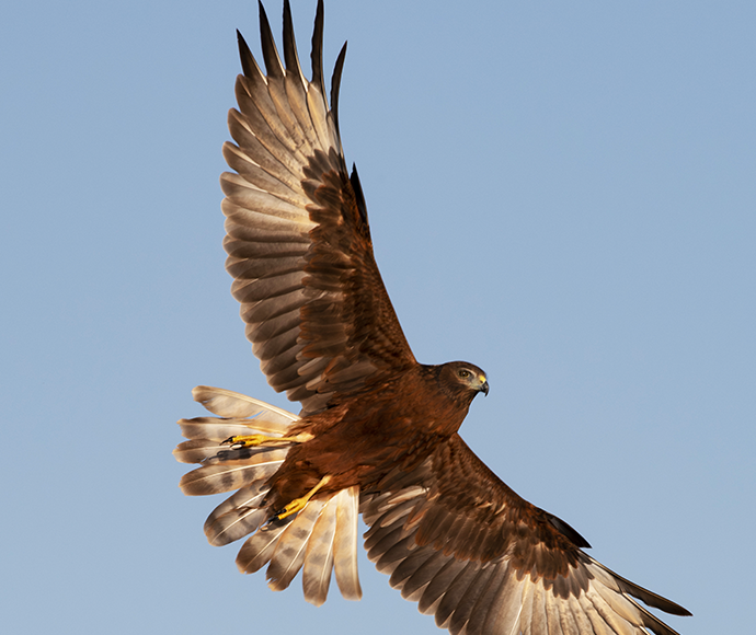 A Swamp harrier (Circus approximans) soars above Lake Brewster