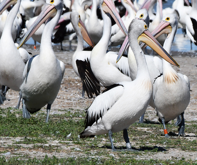 A Lake Brewster banded pelican pictured at Narran Lake