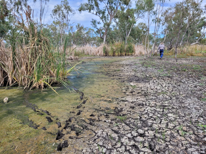 Exposed cracked muddy ground drying out in the wetland. River red gums and grass-like plants grow around the edge of the ground.