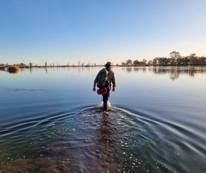 Employee wading through water, Macquarie Marshes