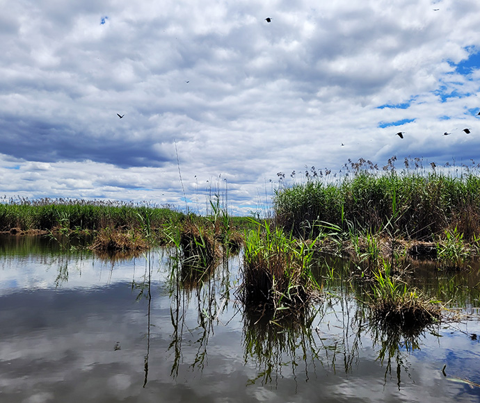 Straw-necked ibis (Threskiornis spinicollis) nests clumped among the common reed (Phragmites australis) at Monkeygar Swamp