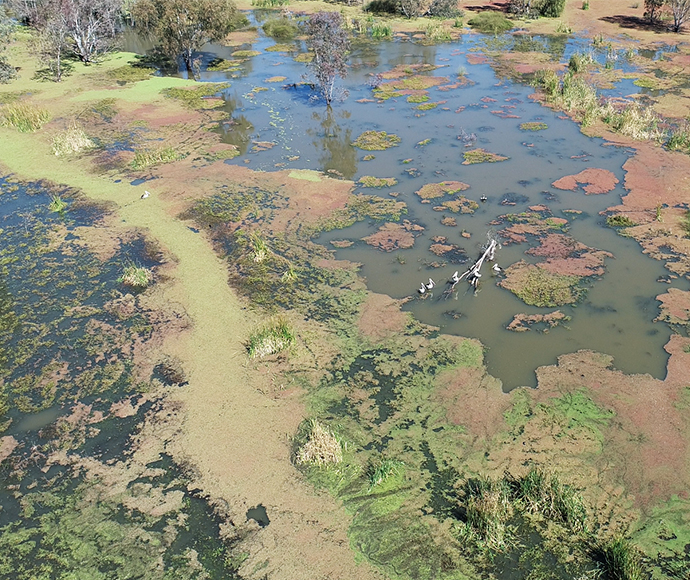 Pelicans forage in part of the inundated Macquarie Marshes Nature Reserve, Macquarie Marshes, late August 2022 