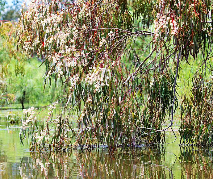 Flowering river red gum (Eucalyptus camaldulensis) - Macquarie Marshes