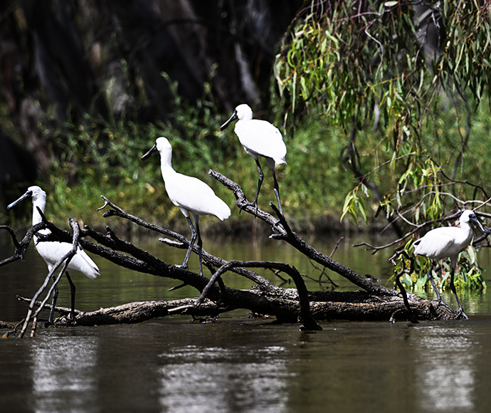 Royal spoonbill (Platalea regia) in the Macquarie Marshes