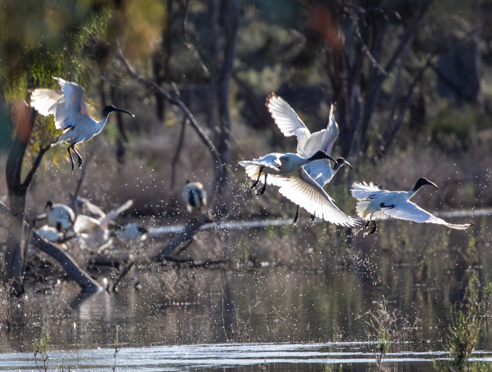 Four Australian white ibis in the foreground are flying from left to right of the image. They have taken flight from the water of Lake Gol Gol which has a row of ripples on it surface at the bottom of the photo. Droplets of water are suspended in the air beneath the birds. The water is a dark colour reflecting brown and green trees and bushes in the background.