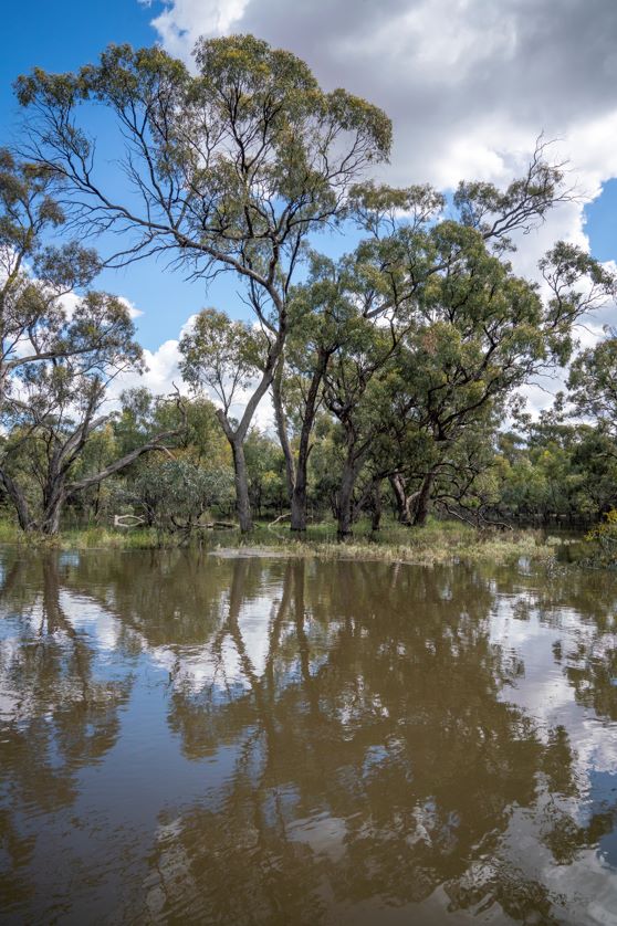 Trees on the bank and reflected in the water of Tuppal Creek