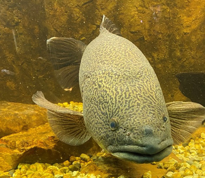 Murray cod in Fisheries Centre Aquarium