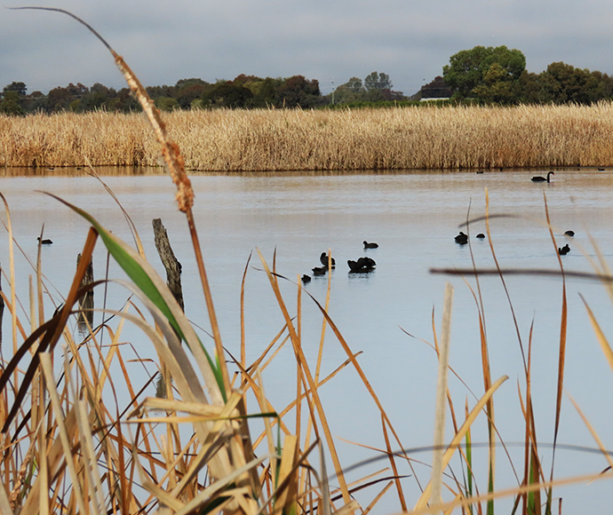 Eurasian coots (Fulica atra) and black swan (Cygnus atratus) at Fivebough wetland, Leeton